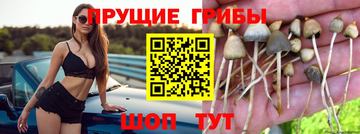 Галлюциногенные грибы MAGIC MUSHROOMS Гатчина
