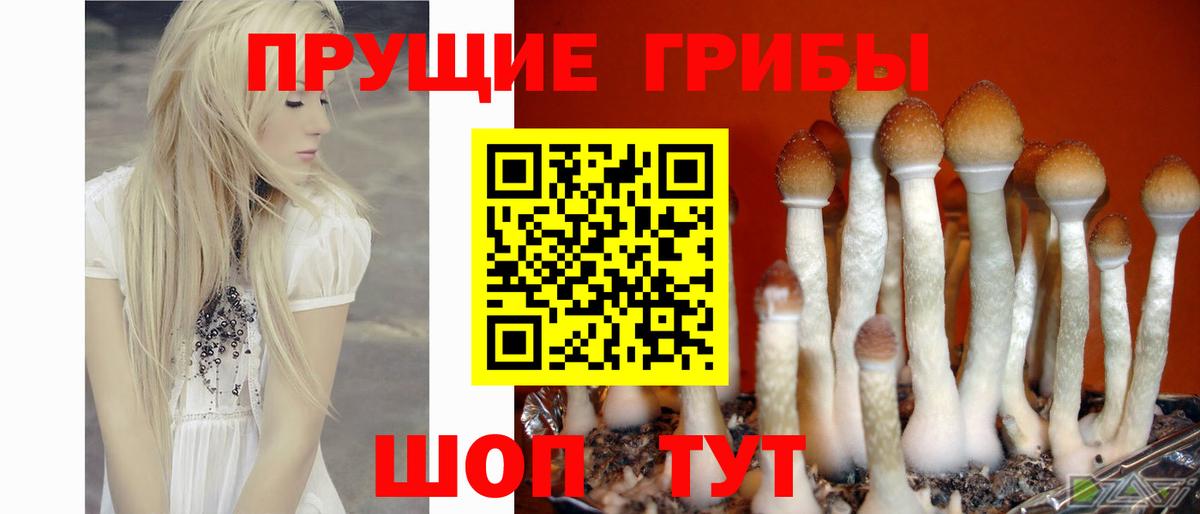 Гатчина  Псилоцибиновые грибы мухоморы  Вход с VPN 